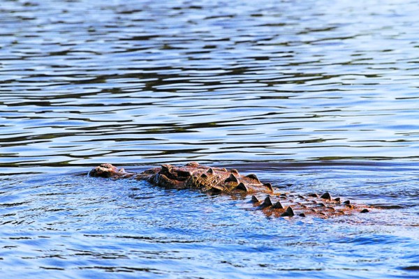 Río Tinto, el último pulmón verde para los apasionados de las aves