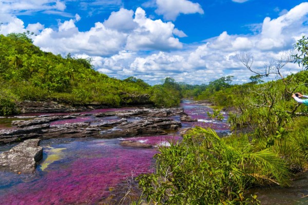 CONSIDERADO COMO EL RÍO MAS BONITO DEL MUNDO POR LOS COLOMBIANOS, CAÑO CRISTALES TIENE UNAS PLANTAS ACUÁTICAS QUE ÚNICAMENTE CRECEN EN TEMPORADA DE LLUVIA, QUE VAN CAMBIANDO DE COLORES A ROJIZAS, VERDES, ANARANJADAS, CAFÉ QUE AL MEZCLARSE CON LOS COLORES QUE TIENDEN HACIA AMARILLOS Y AZULES DEL RÍO CREAN UN ESPECTÁCULO NATURAL