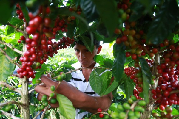 Exportaciones registran caída de $206 millones en siete meses