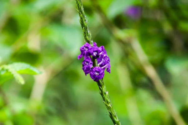 Exuberante vida silvestre y belleza natural