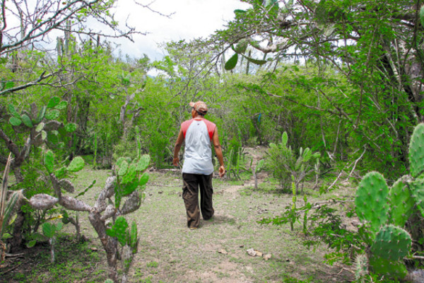 La búsqueda exitosa del colibrí esmeralda