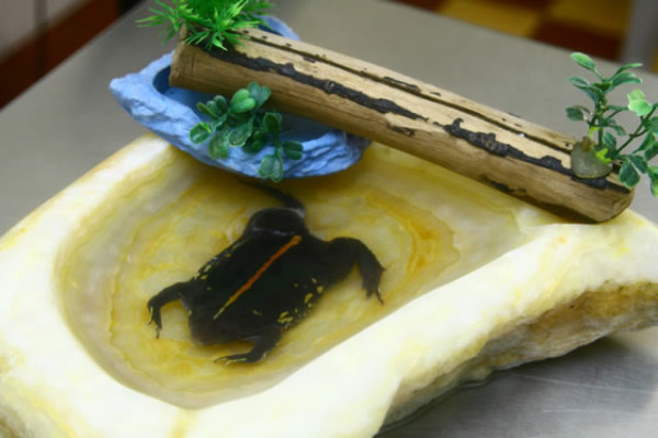 Honduras: Especie con cuerpo de tortuga y rana