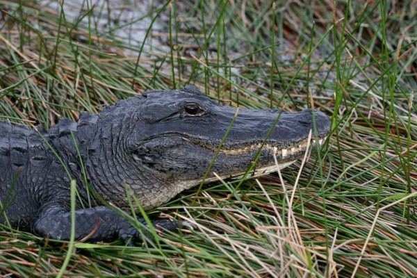 Enorme caimán ataca a mujer que paseaba con su perro cerca de un lago en Florida