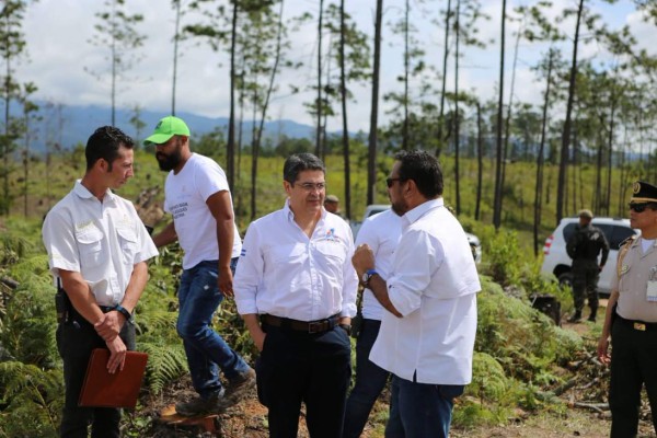 Gobierno lanza estrategia para reforestar los bosques