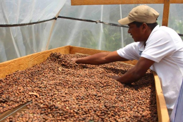 En 5% crecen envíos de sacos de café al exterior