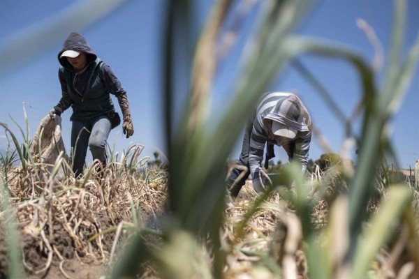 La agricultura, el sector que no para en Costa Rica pese al coronavirus