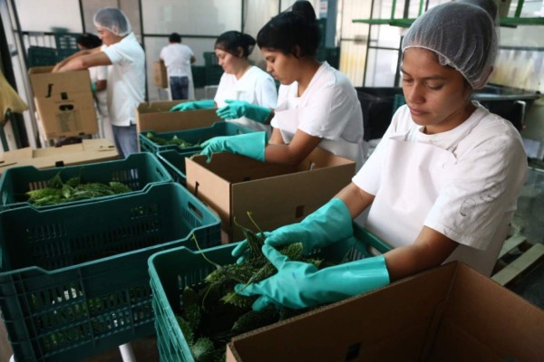 Mañana lunes inician negociaciones para ajuste de salario mínimo en Honduras
