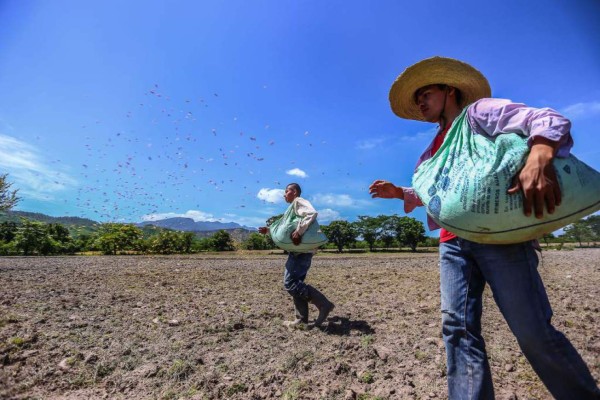 Arroceros denuncian arbitraria baja en porcentaje de arancel