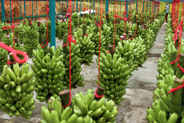 Sector bananero de Honduras ha decrecido un 40%