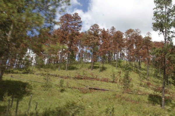 Honduras combatirá plaga de gorgojo con ayuda de Estados Unidos