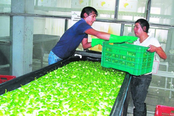 Buscan dirigir inversión extranjera al sector agro