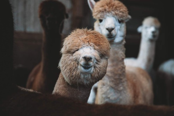 Científicos buscan tratamientos contra el covid-19 en alpacas y burros