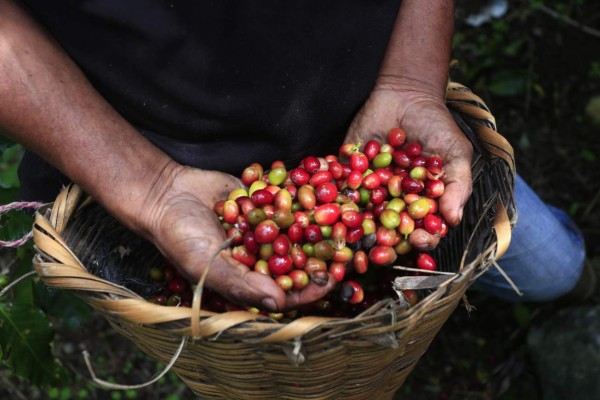 Crearán protocolo para que ingresen a Honduras cortadores de café