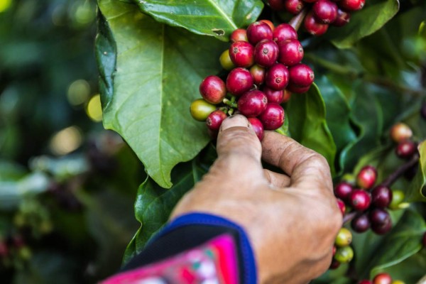 México incentiva siembra de café robusta en Honduras