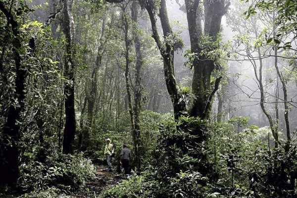 Acuerdan alianza global para proteger bosques de Honduras