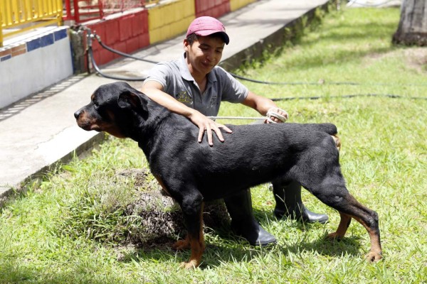 Cuestionan la Ley Protectora de Animales
