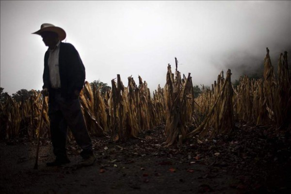 Honduras sufre cuantiosas pérdidas de cosecha de cereales