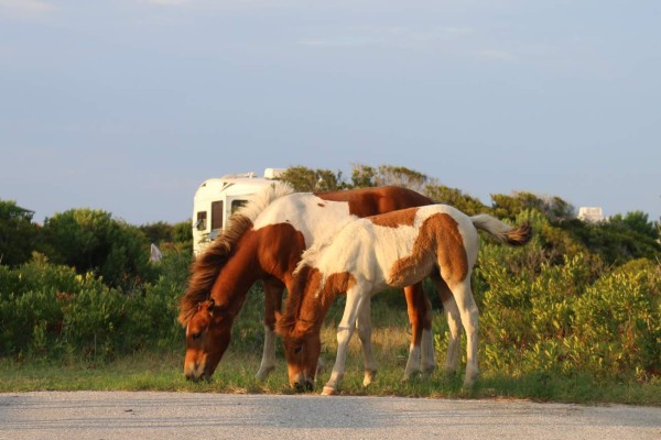 Libres y salvajes: los caballos de la isla de Assateague &nbsp;&nbsp;