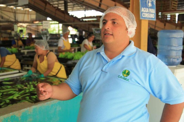 Mal de Panamá amenaza a las fincas bananeras de Honduras