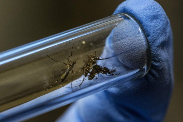 A lab technician displays Aedes aegypti mosquitoes infected with Wolbachia bacteria in a test tube for a photograph at the Oswaldo Cruz Foundation (Fiocruz) in Rio de Janeiro, Brazil, on Friday, Feb. 19, 2016. Supercharged mosquitoes could play a crucial part in fending off a large-scale global outbreak of the Zika virus as laboratories explore a method of releasing Wolbachia carrying mosquitoes back to nature. Wolbachia is a naturally occurring bacterium that researchers, funded by the Bill & Melinda Gates Foundation, have found to block transmission of dengue and may also stop other mosquito-borne viruses. Photographer: Dado Galdieri/Bloomberg via Getty Images