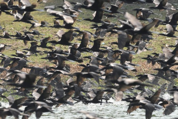 Pescadores y aves se disputan los peces en lago salvadoreño