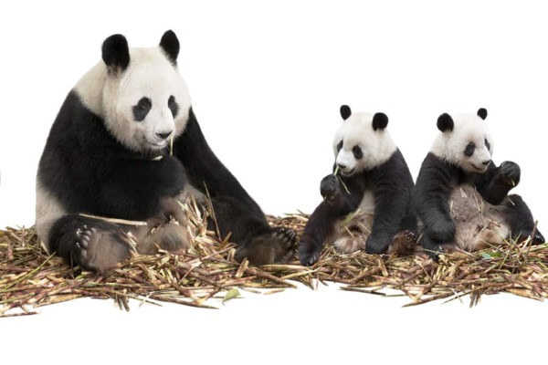 Pandas hambrientos no tienen tiempo ni para verse