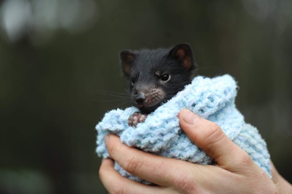 Nacen demonios de Tasmania en Australia por primera vez en 3000 años