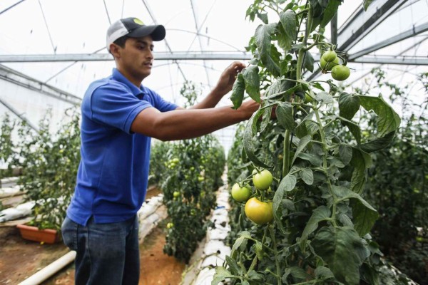 Cafetaleros se diversifican y venden L500,000 de tomate y pepino al mes