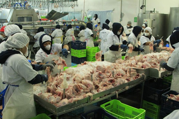Honduras se alista para entrar al mercado de carne de pollo en Estados Unidos