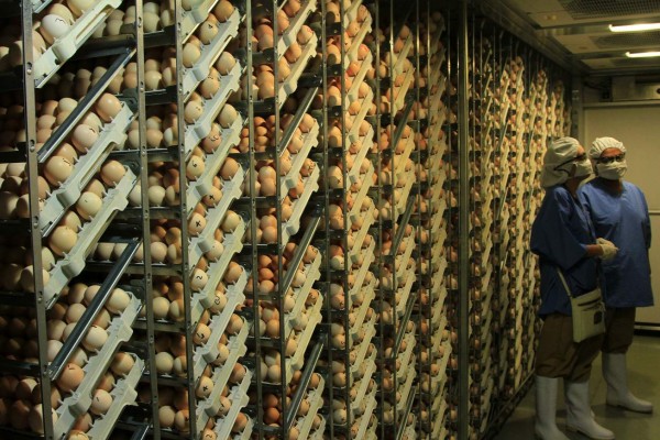 Honduras se alista para entrar al mercado de carne de pollo en Estados Unidos