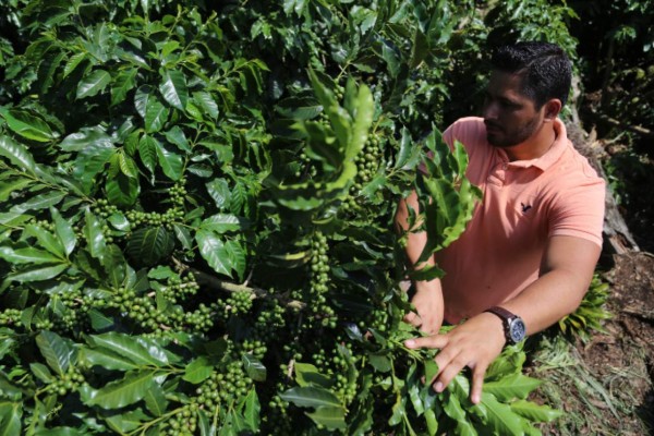 Envíos de café muestran alza en ciclo 2015-2016