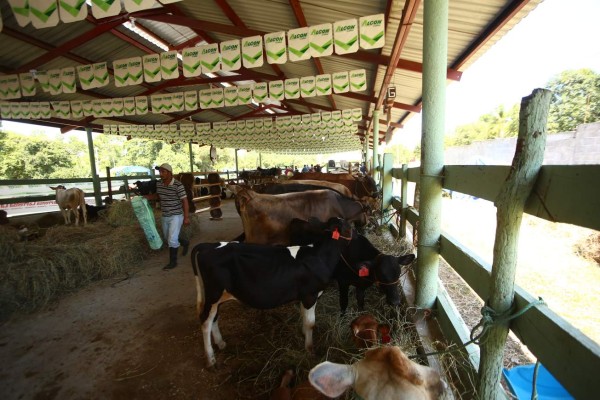 Con desfile hípico, ganaderos inauguran actividades de feria