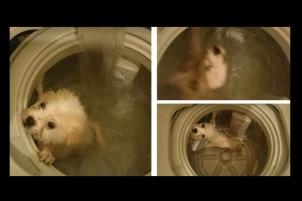 Chino mata a su perro al bañarlo en lavadora