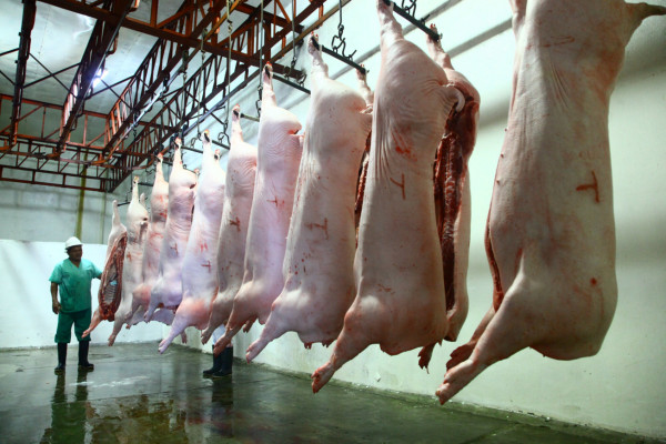 Honduras: Porcicultores reportan un mal año en ventas