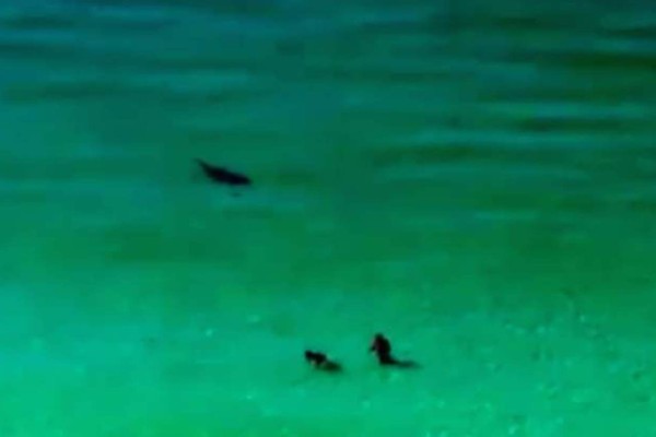 Video: Enorme tiburón acecha a dos bañistas en playas de la Florida