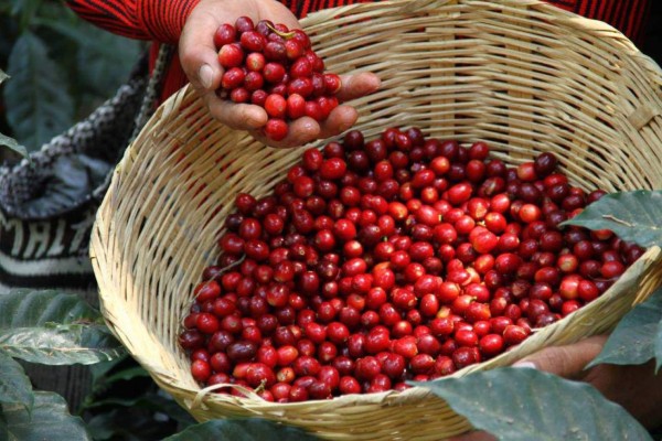 Producción de café está amenazada por el cambio climático