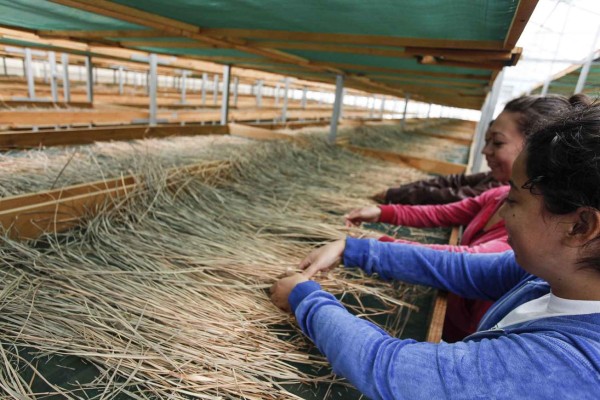Cafetaleros se diversifican y venden L500,000 de tomate y pepino al mes
