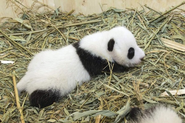 Fotografía cedida el 28 de septiembre por el zoo Tiergarten Schoenbrunn, que muestran a una cría de panda, tumbada en un criadero del zoo, en Viena, Austria. EFE/Archivo
