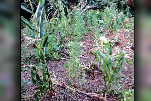Cultivaba marihuana en su casa y lo capturan en El Paraíso