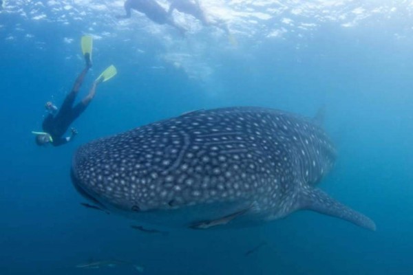 Video: Utila recibe al tiburón más grande del mundo