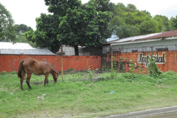 Fiscalía hondureña anda tras la pista de red de estafadores