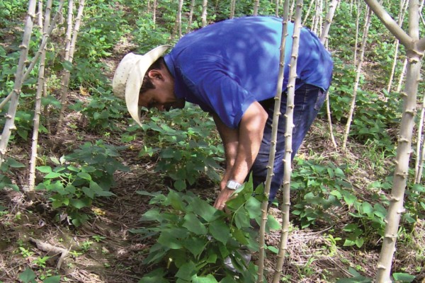 FAO alaba cultivo de cereal combinado con pastos en Centroamérica