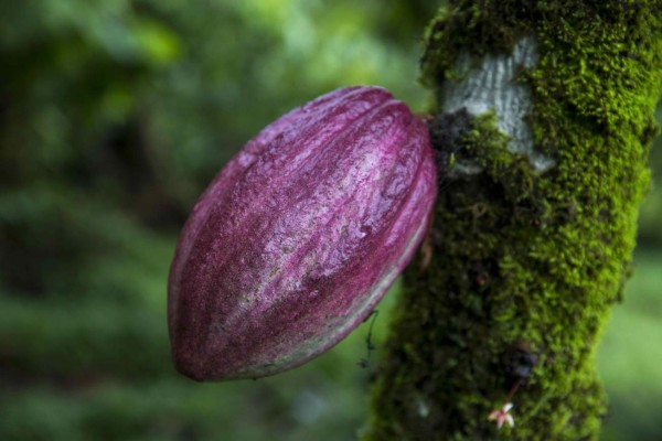 Cacao puro que se inhala, la nueva moda entre los jóvenes en EUA