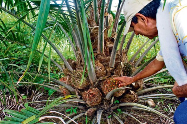 La industria de palma promueve la sostenibilidad para ganar mercados