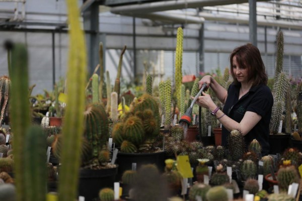 El 21% de las plantas del mundo están en peligro de extinción