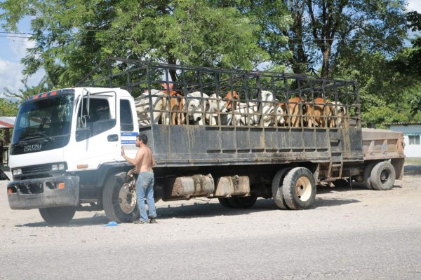 Oabi saca ganado de hacienda de los Rosenthal en Santa Bárbara