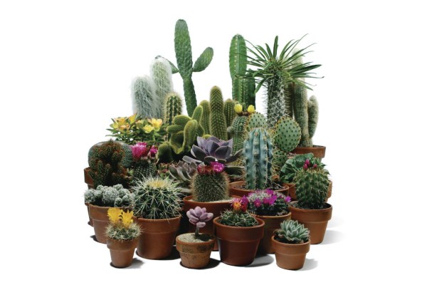 El cactus adorna cualquier rincón