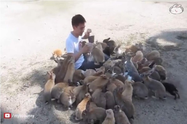Video: Okunoshima, la 'isla de los conejos' en Japón