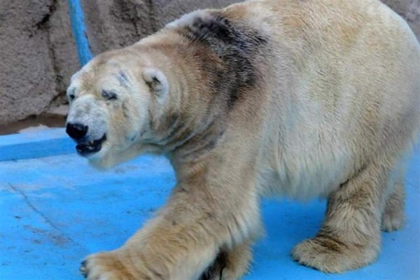 Muere Arturo, último oso polar en cautiverio en Argentina