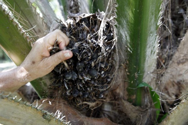 Enfermedad de la palma pone en riesgo economía de varios municipios del Aguán